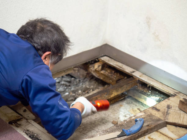 Best Crawl Space Mold Removal  in Ashland, IL