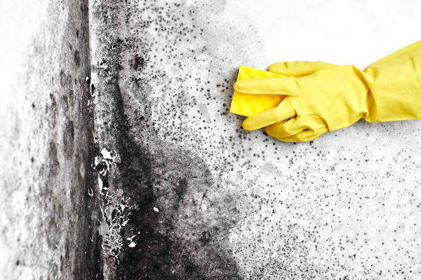 Best Fast Mold Removal  in Ashland, IL