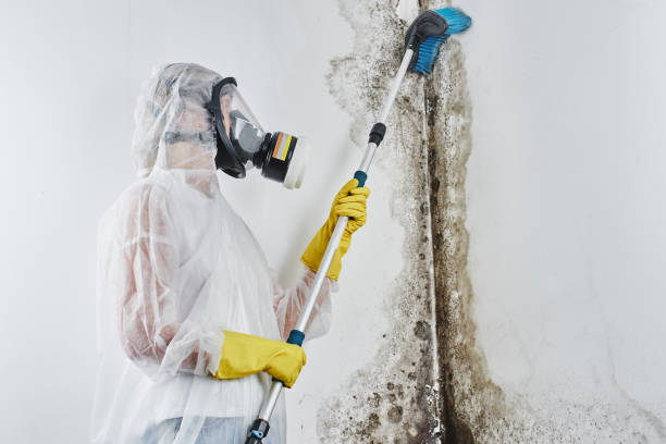 Best Mold Cleaning Services  in Ashland, IL
