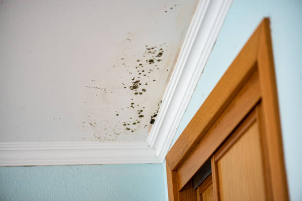 Best Certified Mold Removal  in Ashland, IL