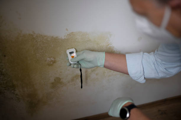 Best Affordable Mold Removal  in Ashland, IL
