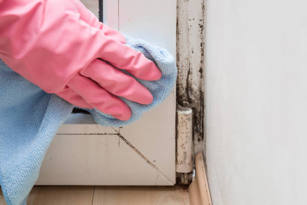 Best Attic Mold Removal  in Ashland, IL