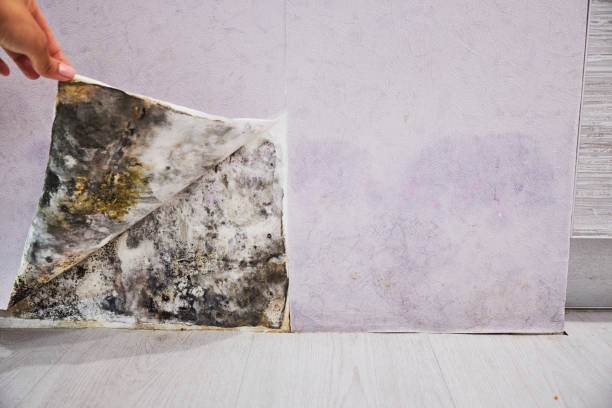 Best Residential Mold Removal  in Ashland, IL